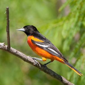 May Bird of the Month: Baltimore Oriole
