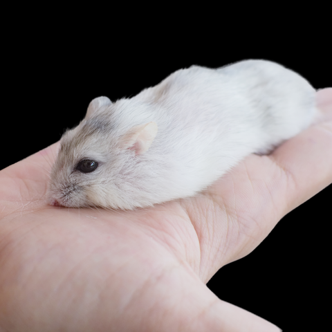 White Dwarf Hamsters