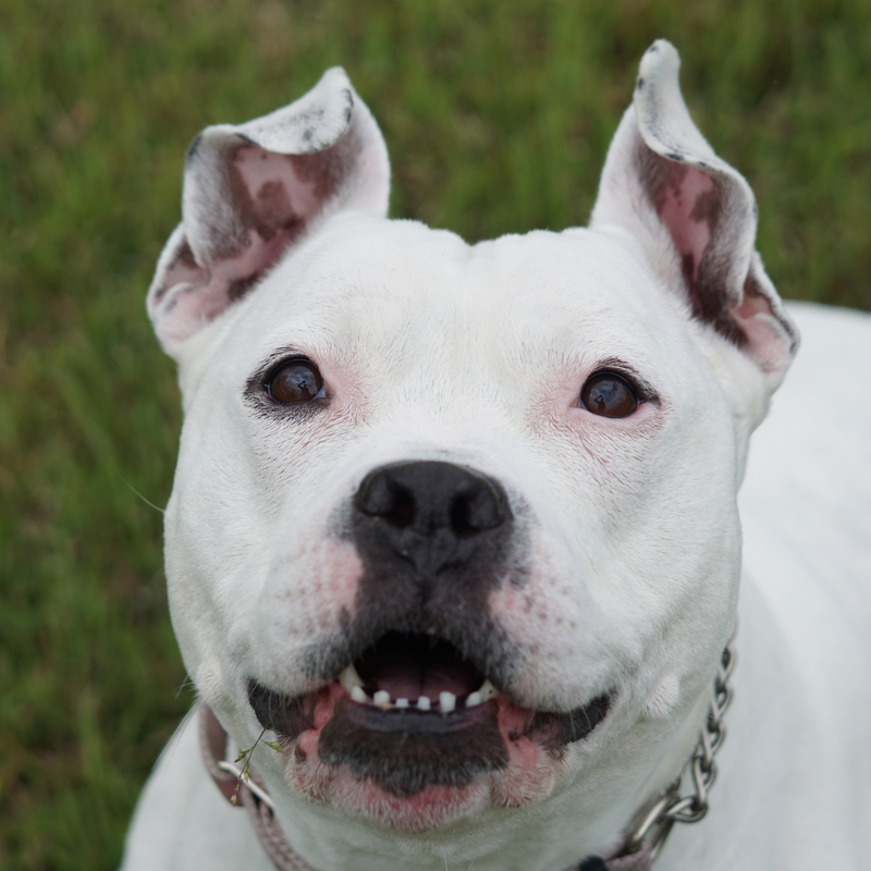 June Breed of the Month The All American Dog The Mill Bel Air