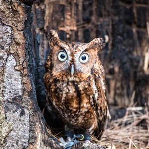 February Bird of the Month: Eastern Screech Owl