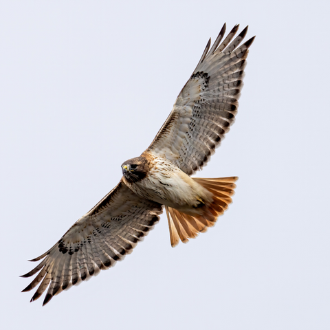 Red Shouldered Hawk in Flight