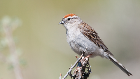 The Mill's Bird of the Month- April: Chipping Sparrow