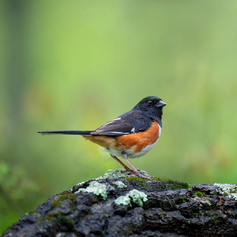 Eastern Towhee