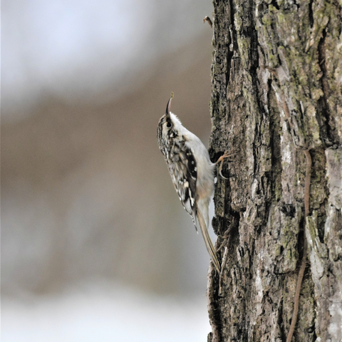 Brown Creeper going up a tree.