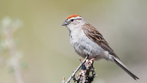 The Mill's Bird of the Month- April: Chipping Sparrow