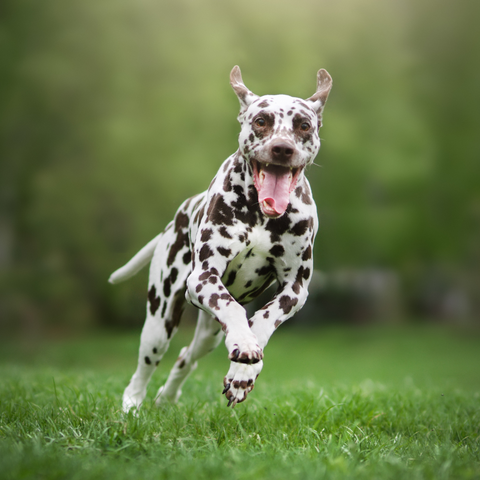 Dog Breeds Dalmatian Fastest Running Dog In The World October