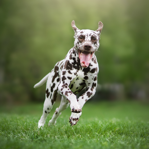 Dalmatian running