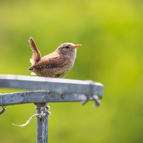 June Bird of the Month: House Wren