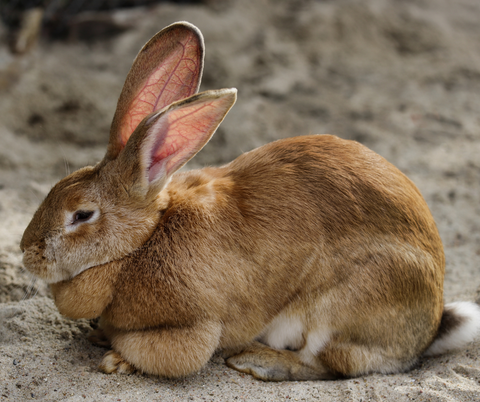 Flemish Giant