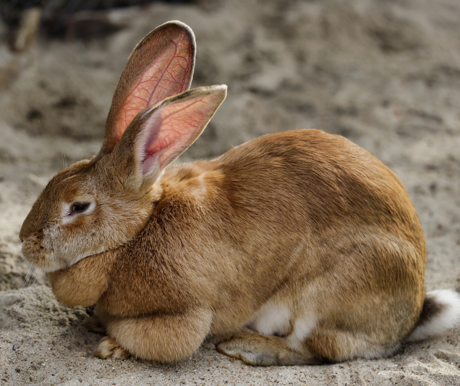 Flemish Giant Bunny