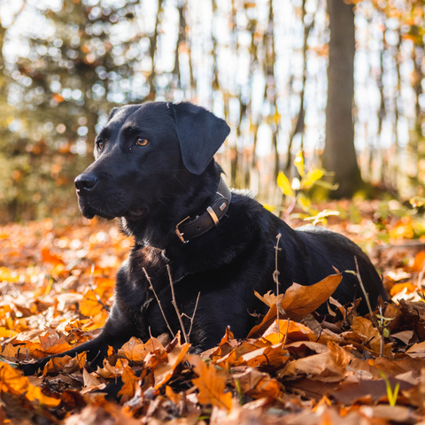 Black Labrador Retriever