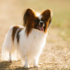May Breed of the Month: Papillon
