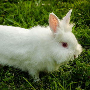 Lionhead Rabbit in the grass