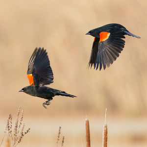 April Bird of the Month: Red Winged Black Bird