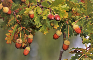 Oak tree branch loaded with acorns