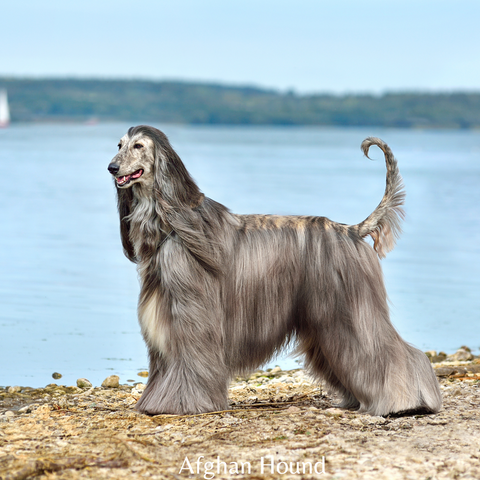 Afghan Hound on a shore of a lake