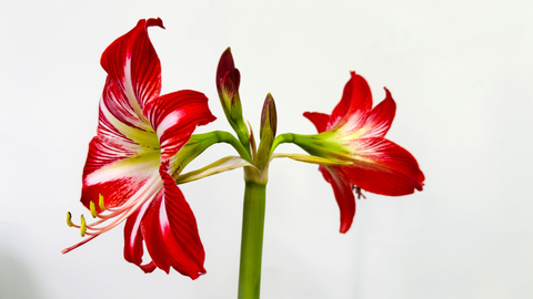 How to Plant and Rebloom Amaryllis for the Holidays