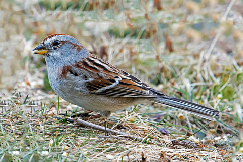 American Tree Sparrow on the ground