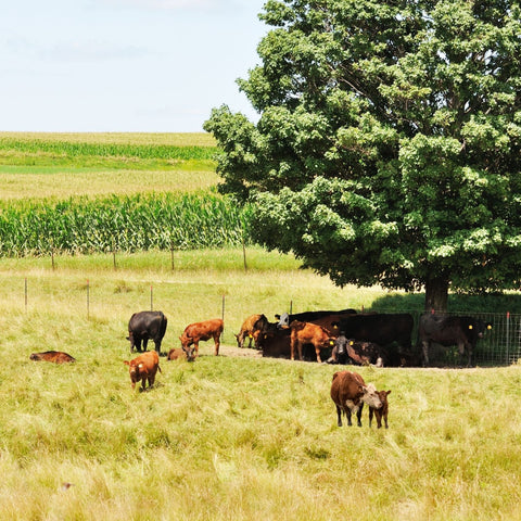 Cattle under a shade tree in summer