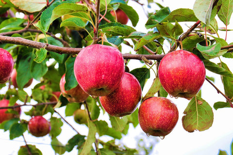 Red apples on a tree