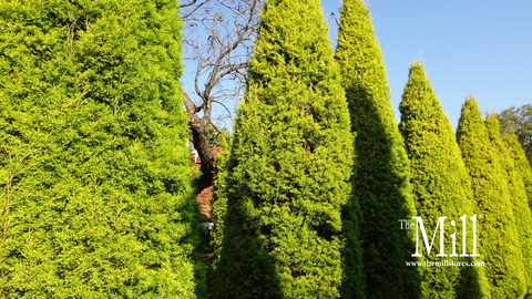 Using Arborvitae as a Hedge: Privacy Evergreen Options