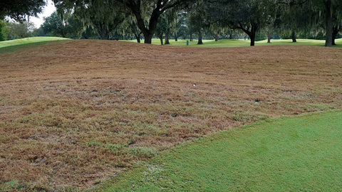 armyworms on golf course