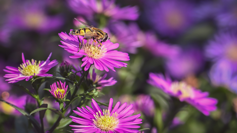 purple aster flowers blooming in fall garden