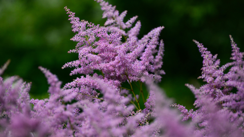 Flowering Perennials for Shade: What to Plant and How They Perform