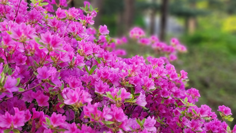 Azaleas: How to Plant, Grow, and Care for Them Successfully