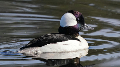 Bufflehead: December 2025 Wild Bird of the Month