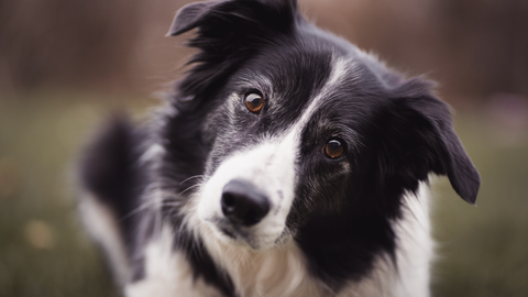 Border Collie: November 2025 Breed of the Month