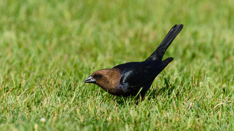 Brown-Headed Cowbird: November 2025 Wild Bird of the Month