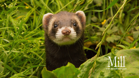 Ferret: October 2025 Breed of the Month