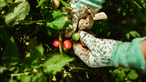 Beginner’s Guide to Starting a Vegetable Garden | Planning, Planting & Growing Tips