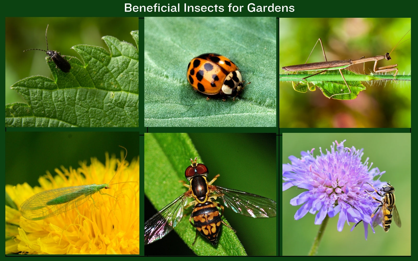 Attracting Beneficial Insects to Your Garden – The Mill