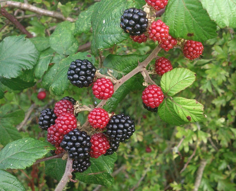 Selecting and Caring for Blackberry Plants