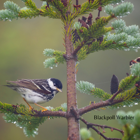 Blackpoll Warbler in an evergreen tree