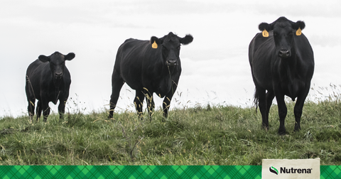 Black Angus on pasture with Nutrena footer