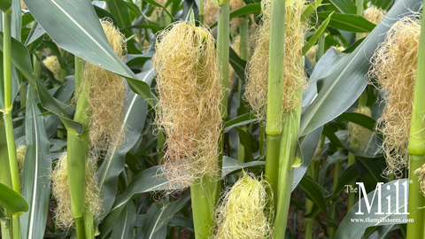 Long Corn Silk From Tassel Wrap