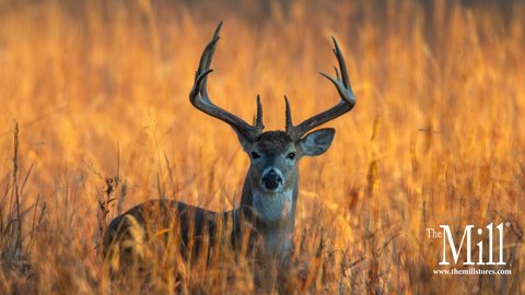 Planting Success: Choosing the Right Deer Food Plot Seed for Your Land