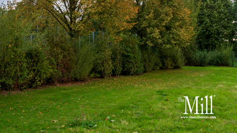Slow-Release Nitrogen & Iron: The Secret to a Greener Fall Lawn