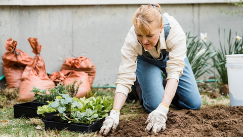 Senior woman in garden preparing soil for plants.