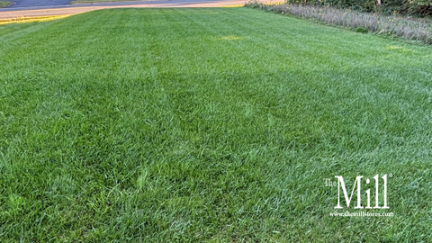 How to Choose the Right Grass Seed for the Mid-Atlantic