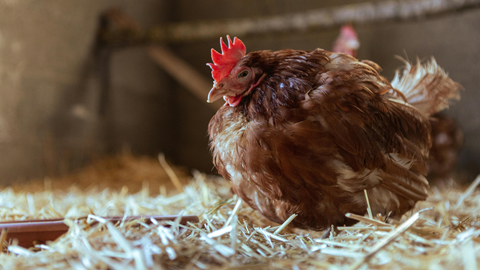 In The Coop – Lighting and Winter Egg Production