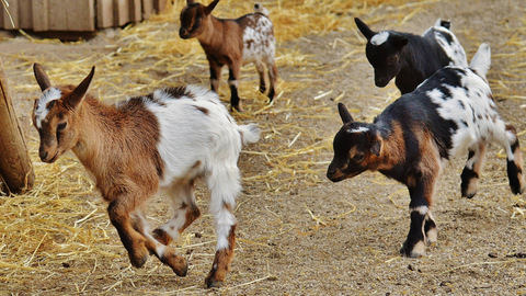 What Happens to Worms in Winter?