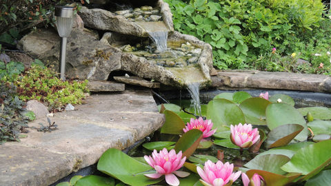Pond Care in Summer: Algae, Oxygen, and Water Quality