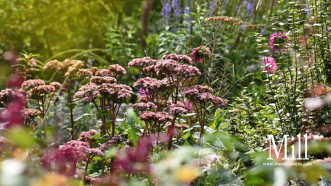 Fall Perennial Clean-up: Protecting Your Garden and Wildlife
