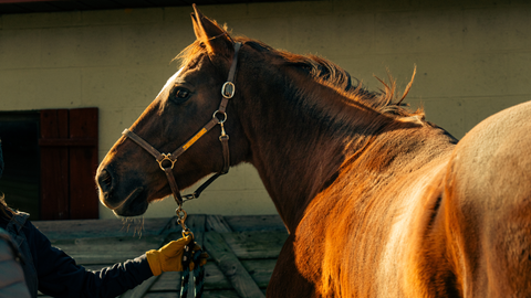 Gestational Nutrition Series – Part 2 of 4: Early Gestation – Nutritional Ways to Support Early Pregnancy & Proper Foal Development