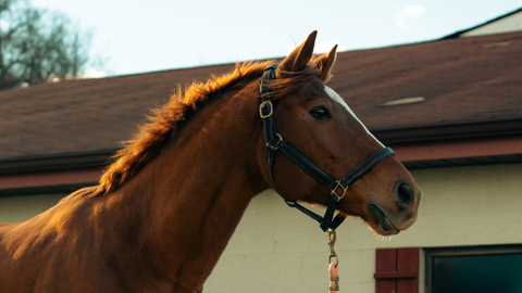 Gestational Nutrition Series  Part 3 of 4 Late Gestation - Utilizing Nutrition Through Late Gestation in Preparation for Foaling and Lactation