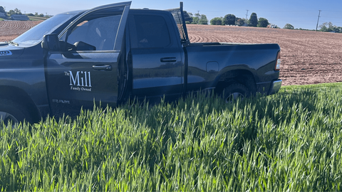 Fusarium Head Blight Risk in Maryland Wheat | The Mill